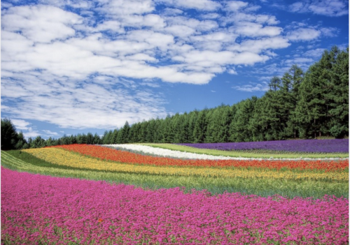 Lavender Field